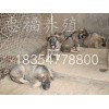 世界上最大的狼青犬