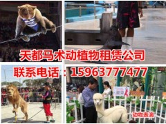 萌寵動物租賃合同