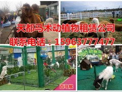山東菏澤萌寵動(dòng)物租賃