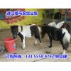 出售觀賞矮馬一匹矮馬多少錢哪里有賣矮馬的