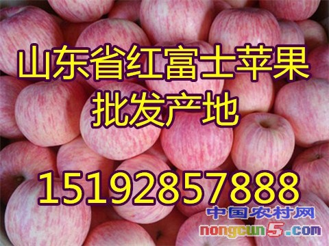 紅富士19