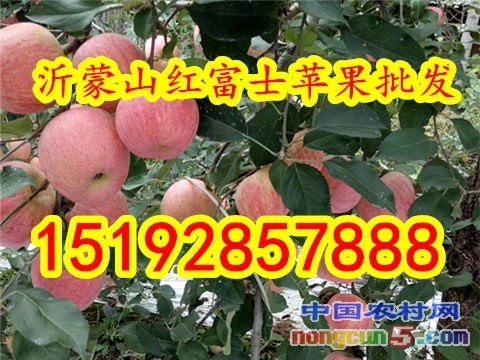 紅富士24