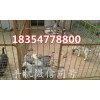 狼青幼犬犬幼犬三個(gè)月