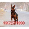 北京市哪里賣蘇聯(lián)紅犬