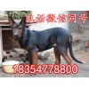 半年萊州紅犬幼犬價(jià)格行情