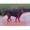 三個(gè)月山紅犬幼崽