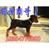 湖北萊州紅犬價(jià)格