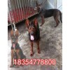 現(xiàn)在萊州紅犬幼犬多少錢一斤