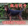 現(xiàn)在蘇聯(lián)紅幼犬