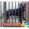 陜西蘇聯(lián)紅犬