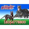 天津萊州紅犬怎么訓(xùn)練