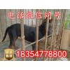 蘇聯(lián)紅犬