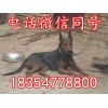 哪里萊州紅多少錢(qián)一頭