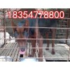 萊州紅犬吧