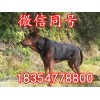 網(wǎng)上可以買(mǎi)到萊州紅犬嗎