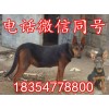萊州紅犬的體型萊州紅犬場(chǎng)家價(jià)格