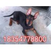 一只蘇聯(lián)紅青年犬