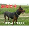 萊州紅犬的外貌特征