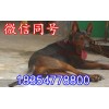廣東蘇聯(lián)紅犬多少錢一只