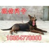 三個月萊州紅犬幼崽
