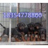 純種蘇聯(lián)紅青年犬哪里便宜