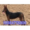 蘇聯(lián)紅犬幼犬