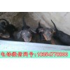 福建萊州紅犬多少錢一只