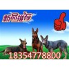 洛陽萊州紅犬廠家哪家好