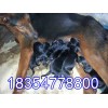 吉林蘇聯(lián)紅犬多少錢一只