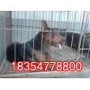 貴州哪里賣蘇聯(lián)紅犬