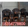 兩個月萊州紅犬幼犬怎