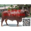省級(jí)牧業(yè)牛羊驢大型養(yǎng)殖基地常年有肉牛犢改良肉驢波爾山羊