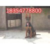 鄭州萊州紅犬如何購買
