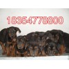 兩個(gè)月山紅犬青年犬