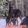 萊州紅犬幼崽哪里有賣