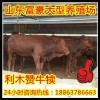 最新養(yǎng)牛