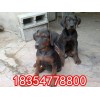 成年蘇聯(lián)紅青年犬哪里便宜