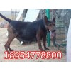 貴州萊州紅犬價(jià)格