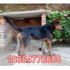 臺(tái)灣蘇聯(lián)紅犬價(jià)格