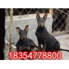 現(xiàn)在種萊州紅犬青年犬價(jià)格行情