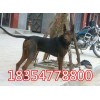 海南萊州紅幼犬價(jià)格
