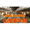 肉牛養(yǎng)殖場(chǎng)小牛犢價(jià)格