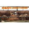 湖北小黃牛牛犢價(jià)格