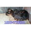 保定萊州紅犬2-3個(gè)