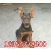 哪里山紅犬青年犬價(jià)格