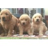 金毛犬  幼犬價(jià)格 哪有賣金毛犬