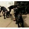 哪有賣卡斯羅犬的  三個(gè)月的卡斯羅多少錢一只