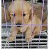三個(gè)月的金毛犬多少錢一只