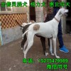 獵兔犬  惠比特犬價(jià)格 上下摩托車 速度急 格力犬價(jià)格