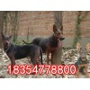 一頭蘇聯(lián)紅種犬價(jià)格